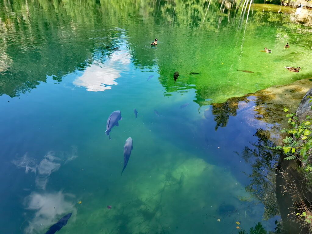 Im Adersbacher Felsenstadt See sind richtig große Fische